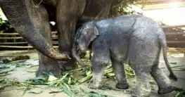 Elefant im Kui Buri Nationalpark