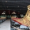 Königliches Barkenmuseum in Bangkok