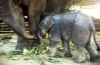 Elefant im Kui Buri Nationalpark