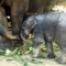 Elefant im Kui Buri Nationalpark